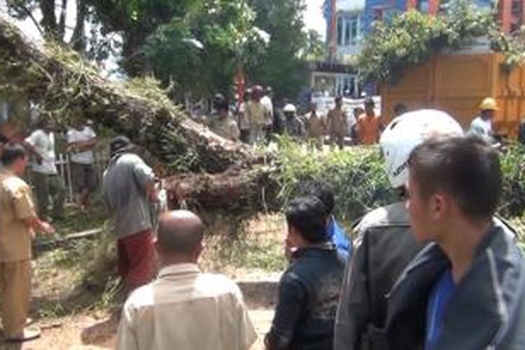 Petugas Kebersihan Kabupaten Nias tengah membersihkan pohon mahoni yang tumbang menimpa tiga sepeda motor, Rabu (3/12/2014).