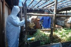 Dinas Pertanian dan Pangan Kendal Targetkan 20.000 Hewan Ternak Bisa Divaksin PMK