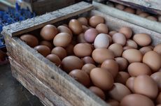 Beda Telur Ayam Coklat dan Putih, Mana yang Lebih Sehat?