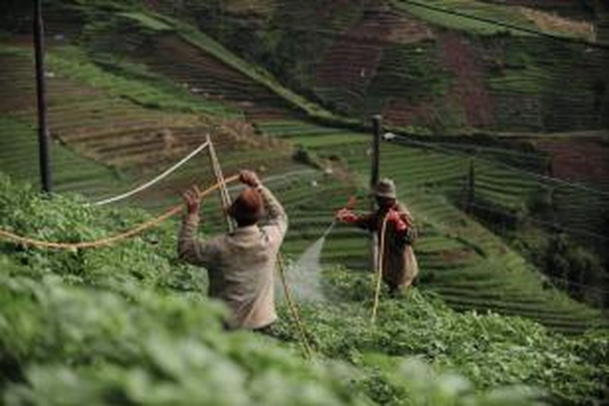 Petani merawat tanaman kentang mereka yang berada di lereng-lerang bukit di Desa Tieng, Kecamatan Kejajar, Kabupaten Wonosobo, Jawa Tengah, Selasa (20/12/2011). Intensifnya pengolahan kebun kentang di kawasan tersebut menyebabkan kerusakan lingkungan yang parah dengan tingkat erosi tanah yang tinggi serta rawan longsor.