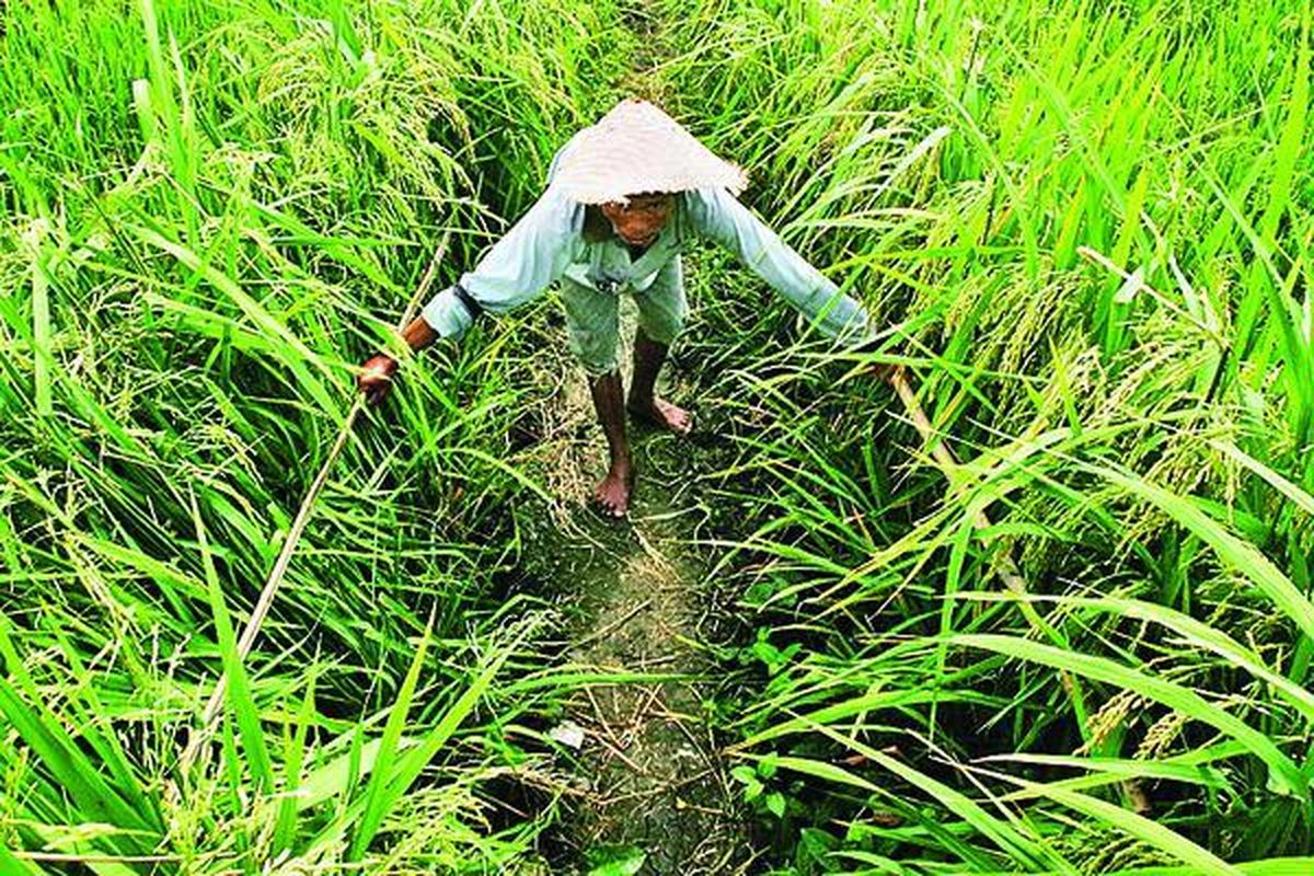 Pekerja PT Tri Usaha Saritani mengawinkan padi jantan dan betina untuk mendapatkan benih padi hibrida turunan pertama atau F1 (benih siap tanam) di lahan produksi di Sidoarjo, Jawa Timur.