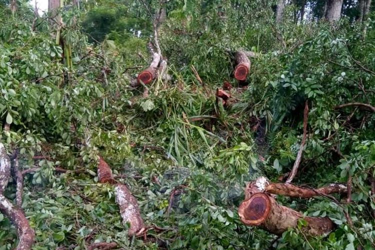 Satreskrim Polres Blora saat olah Tempat Kejadian Perkara (TKP) di Pos Magersaren di kawasan hutan wilayah Desa Nglebur, Kecamatan Jiken, Kabupaten Blora, Jawa Tengah pekan lalu.