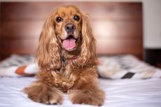 4 Cara Alami Menghilangkan Bau Urine Anjing