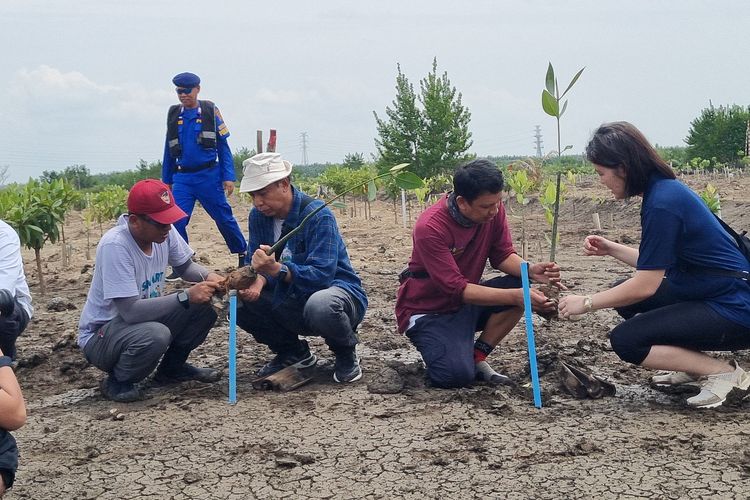 Penanaman mangrove dilakukan di pesisir laut Desa Sungsang IV, Kabupaten Banyuasin, Provinsi Sulawesi Selatan, Kamis (29/8/2024). Hamparan lahan mangrove tersebut merupakan bagian dari lahan rehabilitasi mangrove yang diinisiasi Center for International Forestry Research (CIFOR). Melalui program bernama  Mangrove Restoration and Ecotourism (SMART), CIFOR berkolaborasi dengan Universitas Sriwijaya dan Forum Daerah Aliran Sungai Sumatra Selatan (Forum DAS Sumsel) serta didukug Temasek Foundation, ogranisasi filantropi asal Singapura.