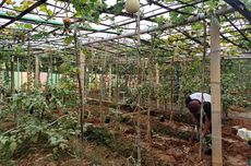 Menyambangi "Urban Farming" di Permukiman Padat Penduduk Kembangan Jakbar