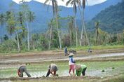 551 Hektar Sawah Rusak Berat di Padang Pariaman Sumbar Belum Tertangani