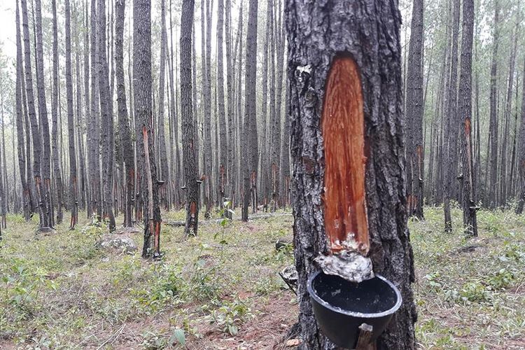 Hutan Pinus PT Tusam Hutani Lestari di Aceh Tengah. 