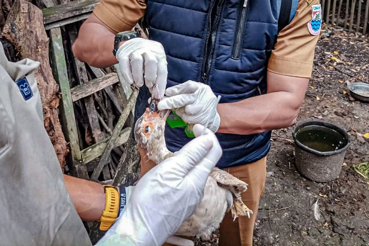 (FILE) A photo of officials in Indonesia inspect a chicken farm in West Java to prevent the spread of bird flu. 