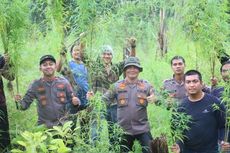 5 Hektar Ladang Ganja di Aceh Utara Terungkap Usai Penangkapan 2 Pelaku