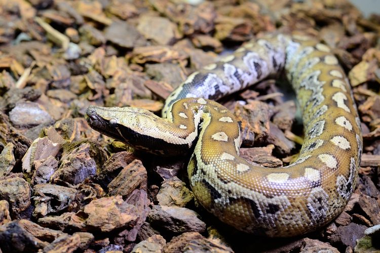 Ularv sanca darah hitam atau Python curtus