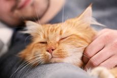 8 Alasan untuk Tak Tidur Bersama Kucing