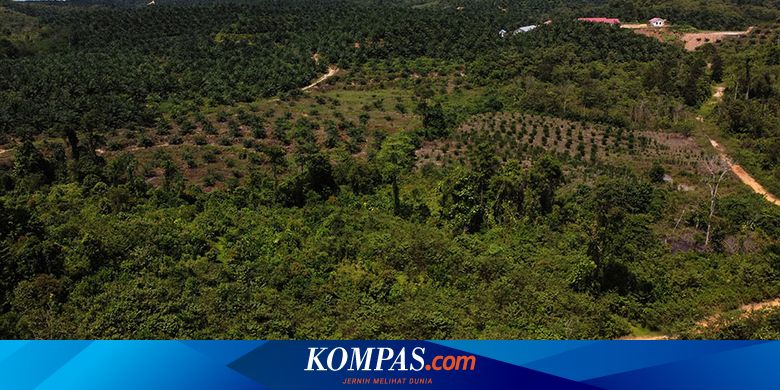 Kelapa Sawit Dituding Jadi Perusak Hutan Ini Respon Pemerintah Halaman All Kompas Com