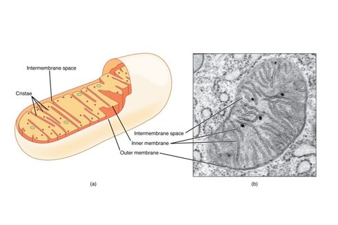 Mengapa Mitokondria Disebut sebagai Gudang Energi?