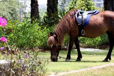 Kuda Poni dan Hartu Karun, Berakhir Pekan di Hotel Bintang Lima