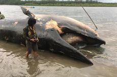 Ini Bukan Kali Pertama Bangkai Paus Terdampar di Pesisir Pantai Mimika