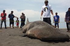 Ditemukan Banyak Pasir dalam Perut Hiu Paus yang Mati Terdampar di Pantai Kulon Progo
