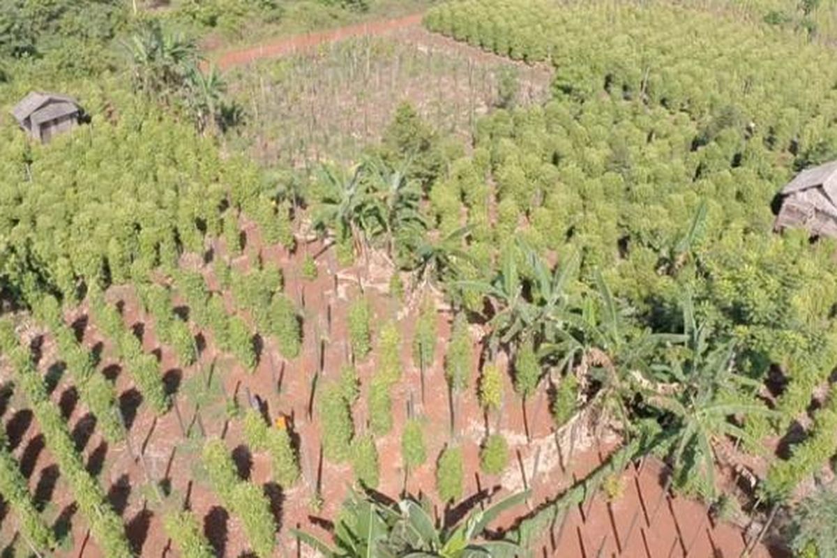 Ilustrasi: kebun lada nan subur, sumber pundi-pundi kemasyhuran masyarakat Sulawesi Selatan.