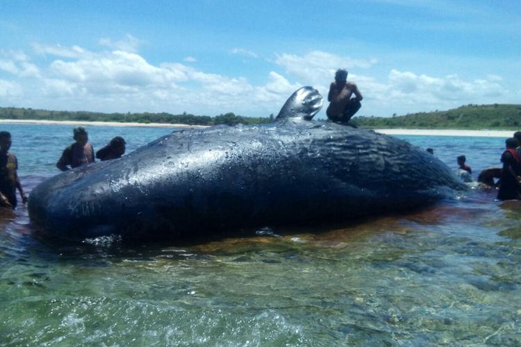 Inilah paus jenis sperma dengan ukuran 9 meter dan diperkirakan berbobot 10 ton. Paus ini terdampar di Pantai Tabuan, Jerowaru, Lombok Timur.