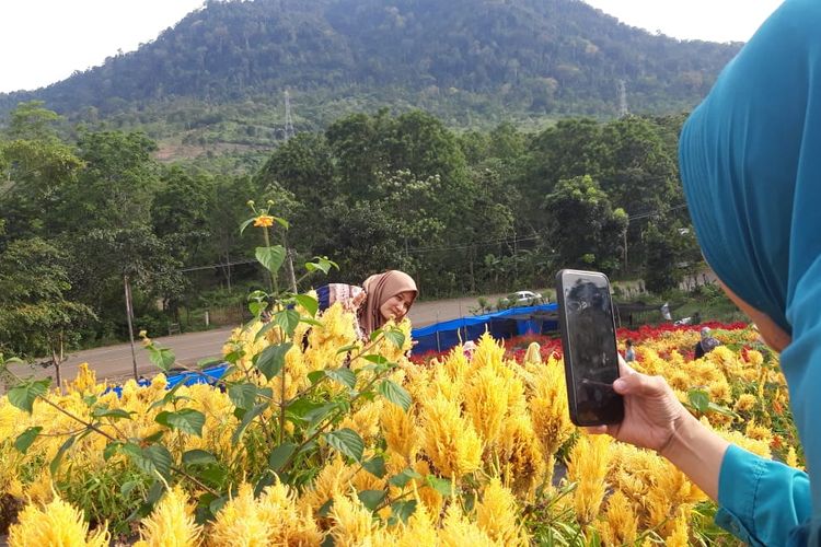 Taman Bunga, Celosia, di Desa Sare, Kecamatan Lembah Selawah, Kabupaten Aceh Besar, Senin (9/3/2020) sore. 