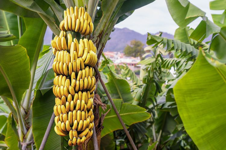 Ilustrasi pohon pisang, menanam pisang  