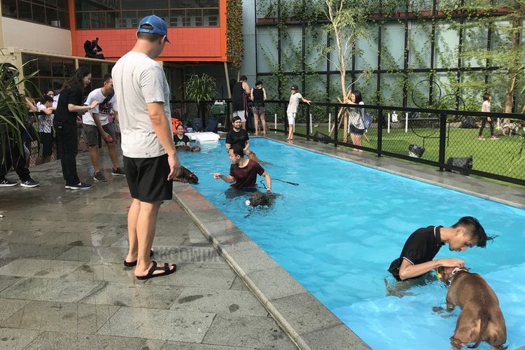 Kolam renang untuk anjing peliharaan di Mall Kelapa Gading. 