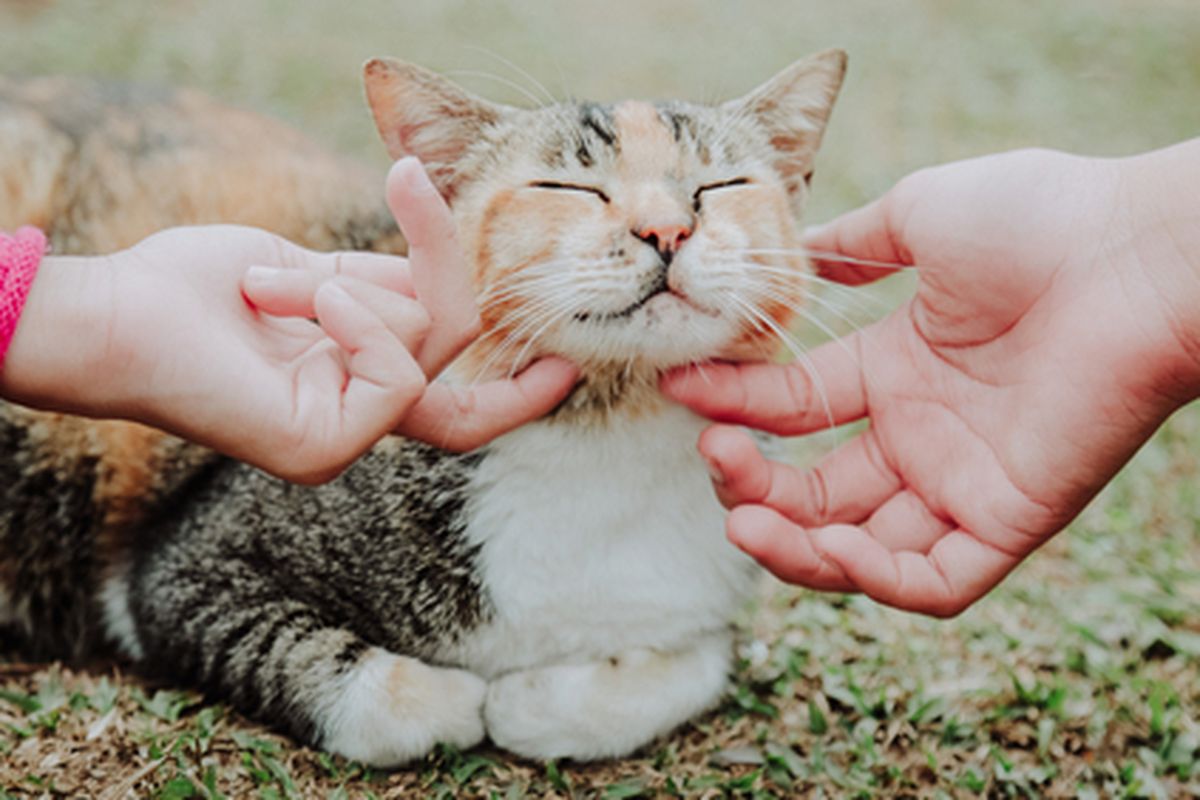 Kucing suka jika dagu dan lehernya dielus.