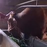 Sapi Seberat Hampir 1 Ton Asal Kendal Jadi Hewan Kurban Presiden Prabowo