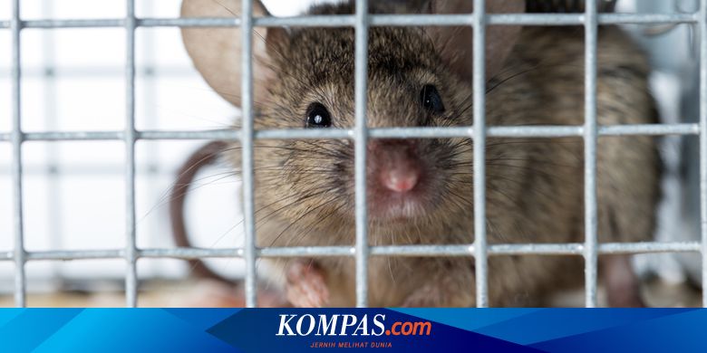 Lakukan 4 Hal Ini Jika Melihat Tikus di Rumah