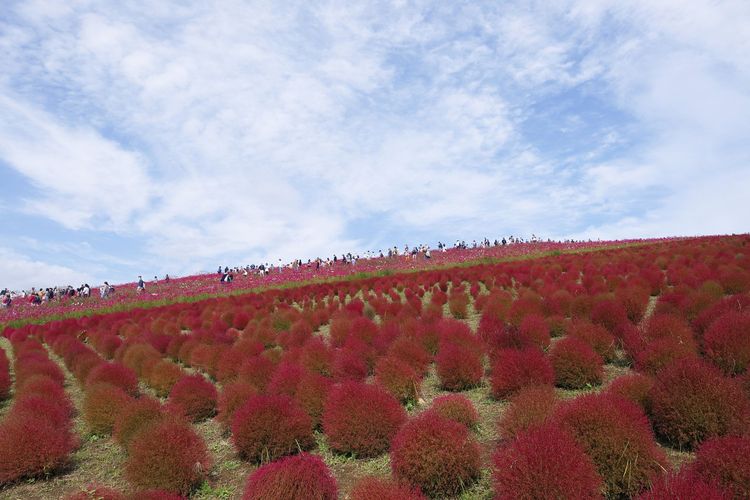 Bunga kochia merah di Taman Hitachi Seasidea atau Hitachi Seaside Park di Ibaraki, Jepang.