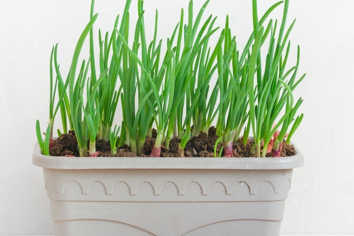 Ilustrasi menanam daun bawang di pot.