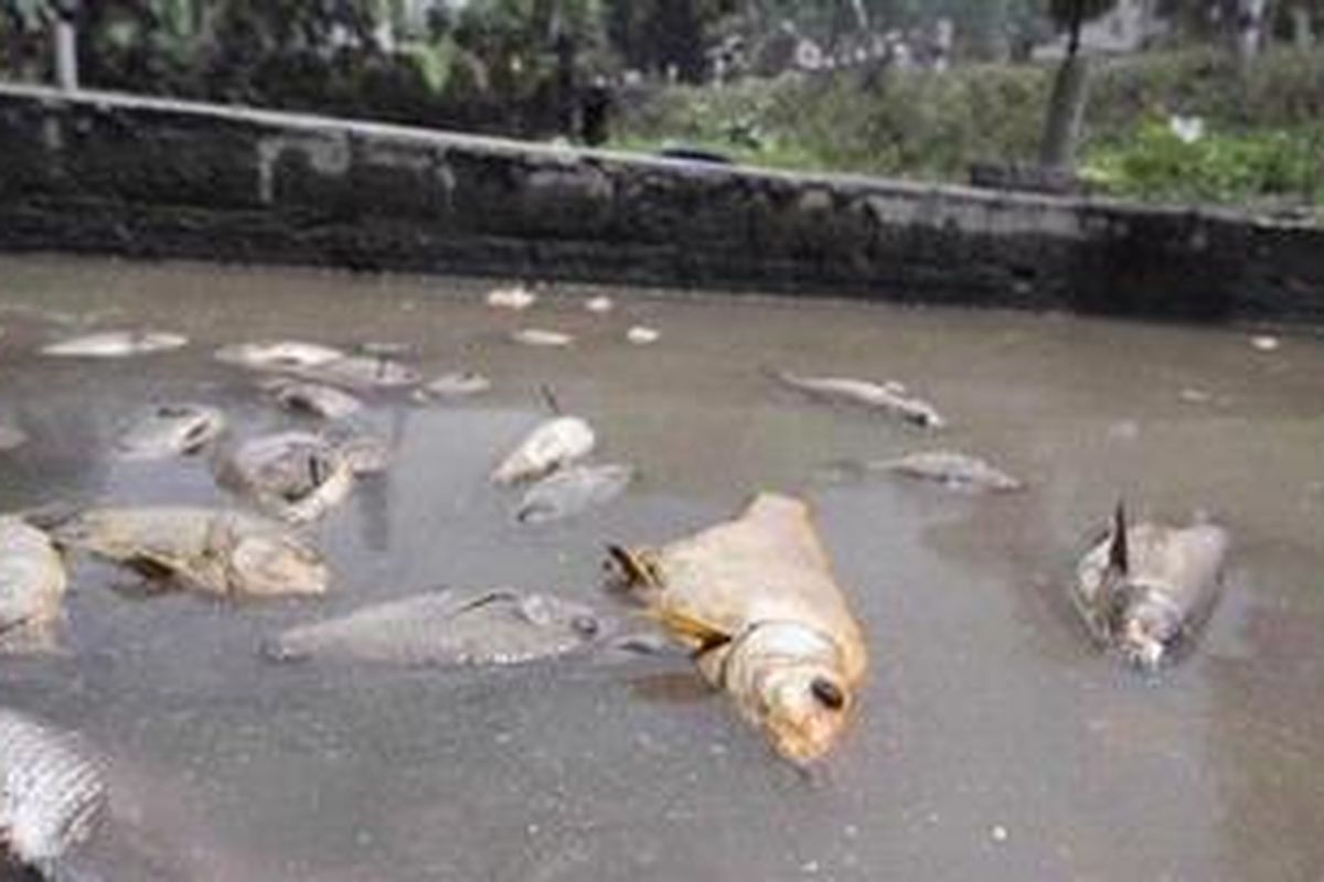 Ikan yang dibudidayakan warga di Dusun Kedung, Wukirsari, Cangkringan, Sleman, DI Yogyakarta, mati karena kolamnya terkena hujan abu dan ditinggalkan mengungsi pemiliknya, Senin (8/11/2010). Erupsi Merapi juga mengakibatkan sejumlah tempat usaha rumah makan di kawasan tersebut tidak beroperasi. 