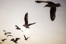 Seberapa Tinggi Burung Bisa Terbang?