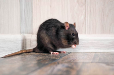 7 Kebiasaan di Rumah yang Mengundang Tikus
