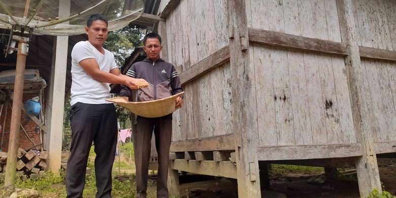 Petani dan penyuluh pertanian di Jambi yang menunjukkan hasil panen yang mengalami penurunan karena terdampak aktivitas penambangan emas ilegal.