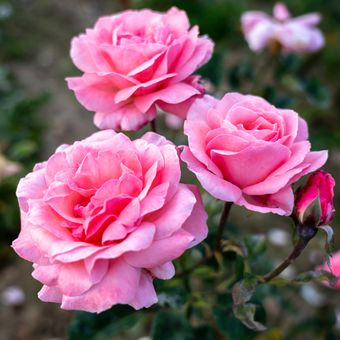 Ilustrasi bunga mawar Queen Elizabeth. 