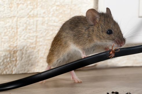 Tips Cegah Tikus Bersarang di Mobil Selama Mudik Lebaran
