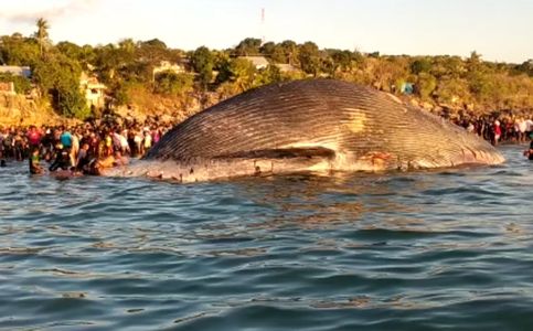 12 Whales Beached to Their Deaths at Indonesia’s East Nusa Tenggara