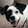 Tips Hadapi Anjing Tetangga yang Terus Menggonggong