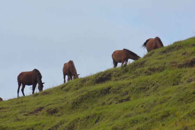 Kuda sumba sedang makan rumput di bukit savana menuju ke kawasan Taman Nasional Menupeu Tanah Daru dan Laiwangi Wanggameti di Pulau Sumba. Ratusan kuda, sapi dan kerbau dilepasliarkan di padang savana, Sabtu (25/3/2017). Ini merupakan salah satu daya tarik wisatawan berkunjung ke Pulau Sumba, di Nusa Tenggara Timur.