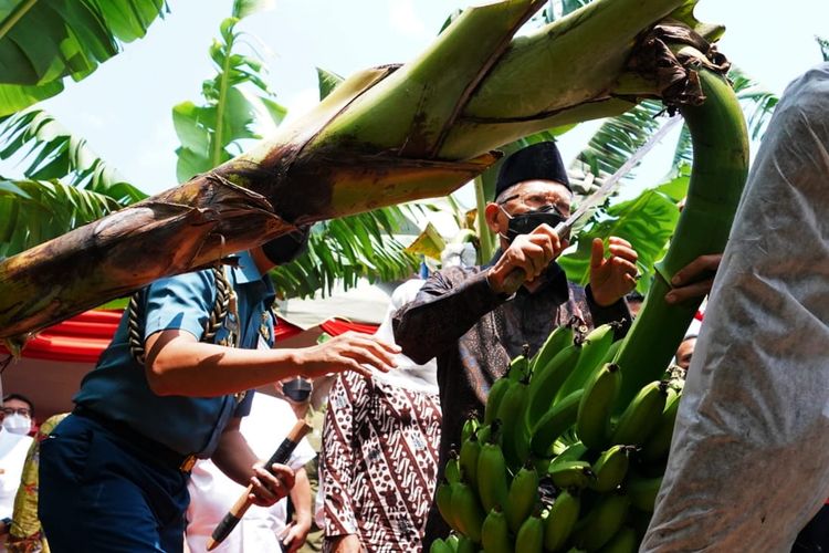 Wakil Presiden Ma'ruf Amin mengikuti acara panen pisang cavendish di Desa Pulung, Kabupaten Ponorogo, Jawa Timur, dalam rangka program pengembangan hortikultura berorientasi ekspor, Rabu (30/3/2022).