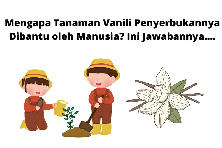 Mengapa Tanaman Vanili Penyerbukannya Dibantu oleh Manusia? Ini Jawabannya....