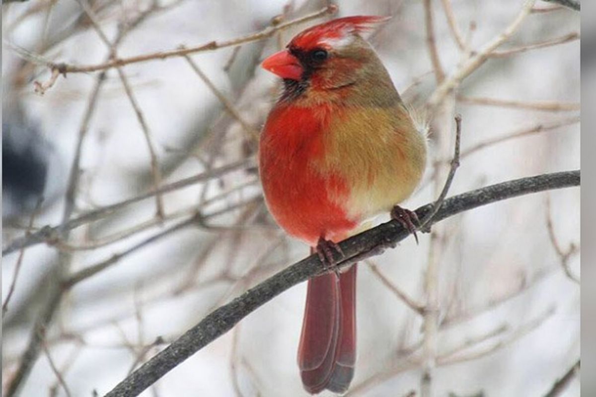 Burung kardinal utara, setengah jantan dan setengah betina. Umumnya burung kardinal jantan bulunya hanya berwarna merah, sedangkan betina berwarna cokelat. Namun burung ini gabungan keduanya.