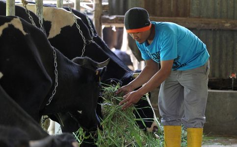 Learn to Milk a Cow at This Ecotourism Site in Jakarta, Indonesia