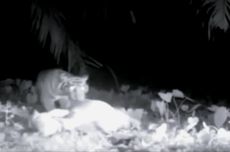 Harimau di Pesisir Barat Lampung Mangsa Sapi, Terekam CCTV