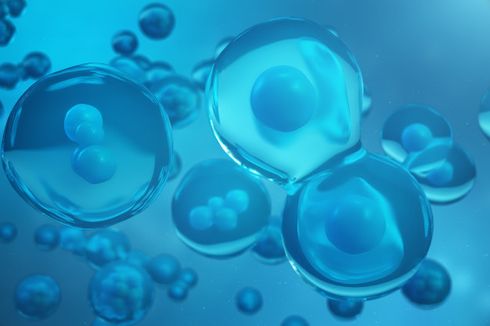 Pembelahan Sel: Mitosis dan Meiosis