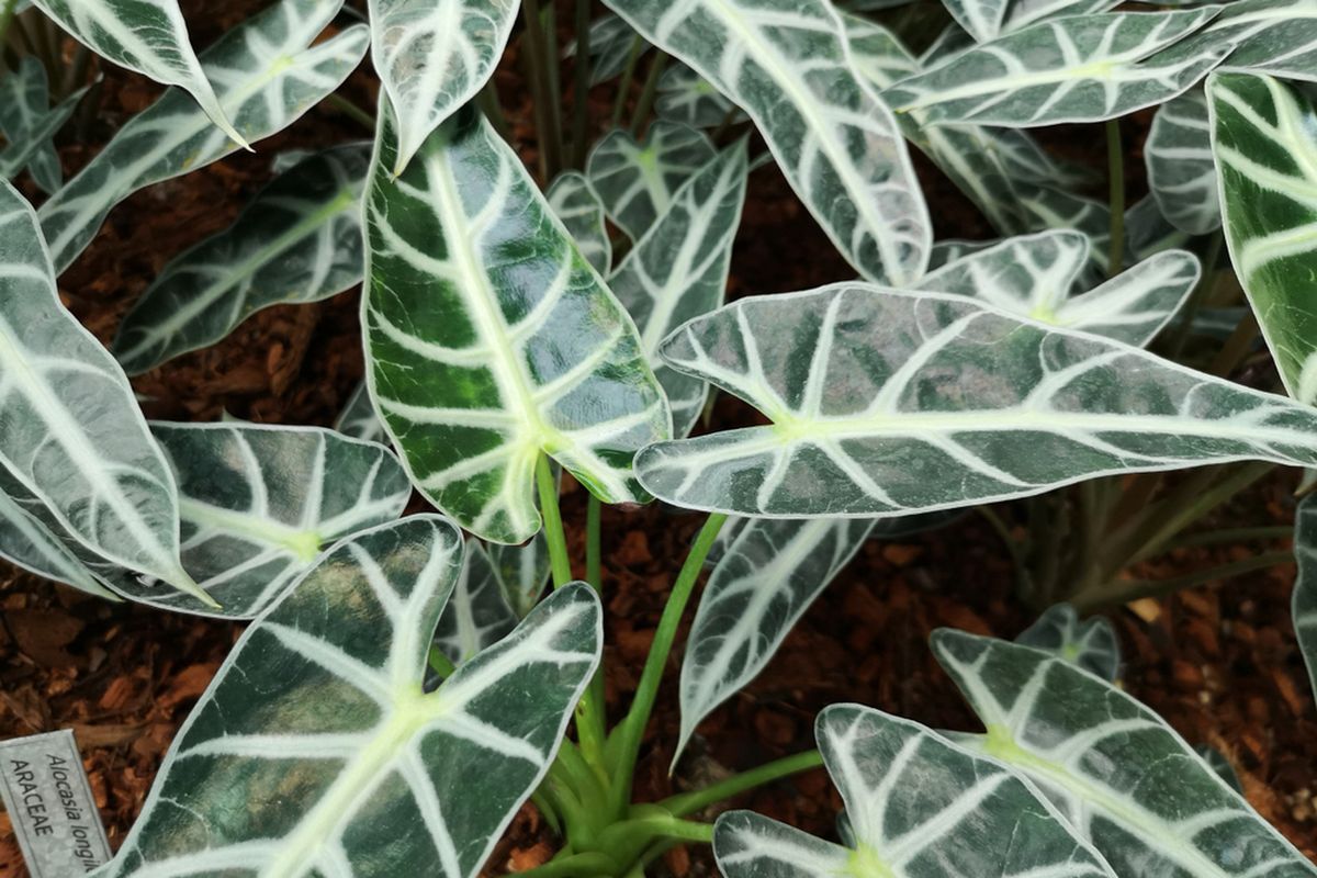 Ilustrasi tanaman hias dari keluarga Alocasia, Alocasia longiloba sedang banyak digandrungi. Selain memiliki corak unik pada daunnya, ternyata tanaman ini juga memiliki manfaat sebagai obat luka.