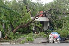 Enam Pohon Besar Tumbang akibat Angin Kencang dan Hujan di Solo