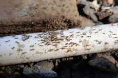 Peneliti Unsoed Sudah Identifikasi Jenis Semut Peneror Warga Banyumas