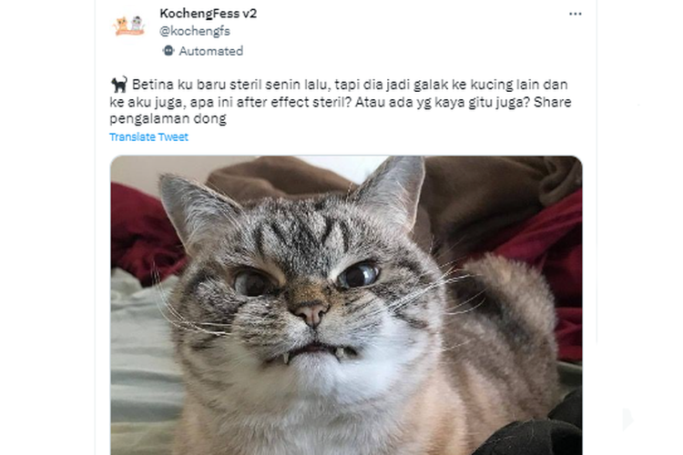 Tangkapan layar twit soal kucing jadi galak setelah steril