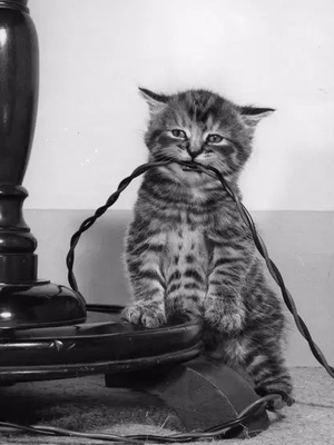 Kucing menggigit kabel.